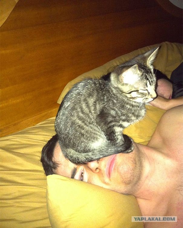 Коты, которые чихать хотели на ваше личное пространство