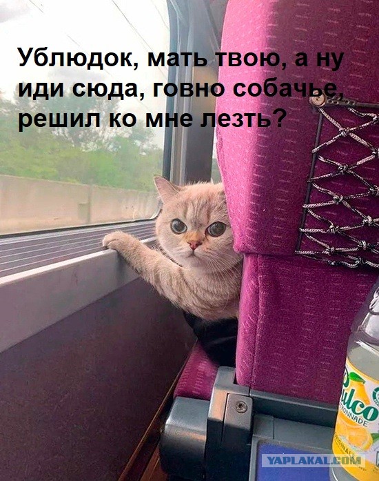 В такой ситуации лучше быть аккуратнее и не выводить пушистого