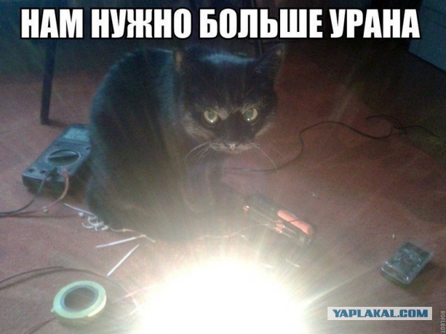 Коты и физика