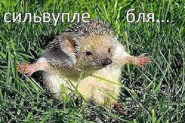 Юмор в картинках и без 19.10.2022