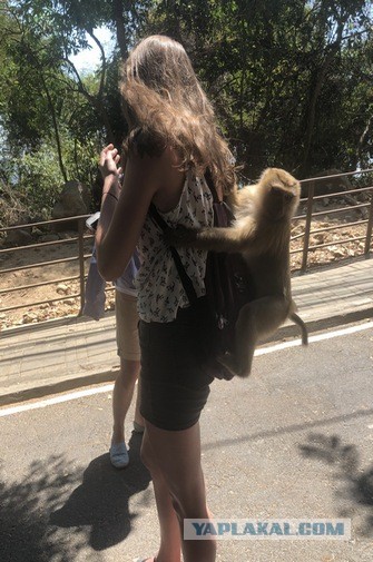 Мальчик и лев