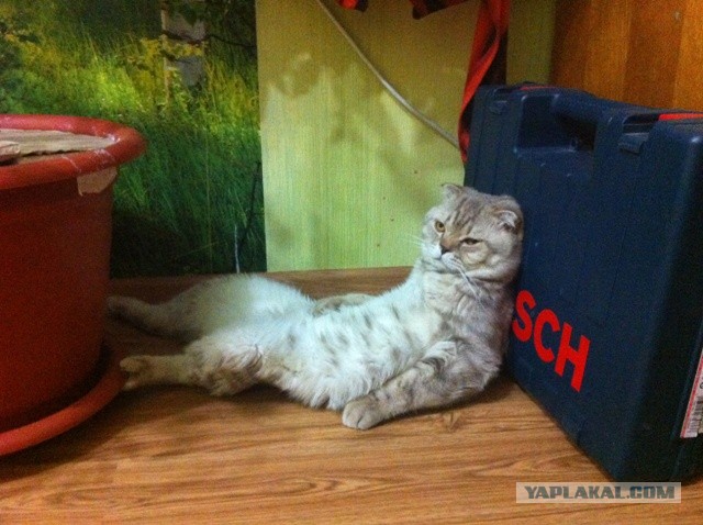 Котовторник 26.03.2013