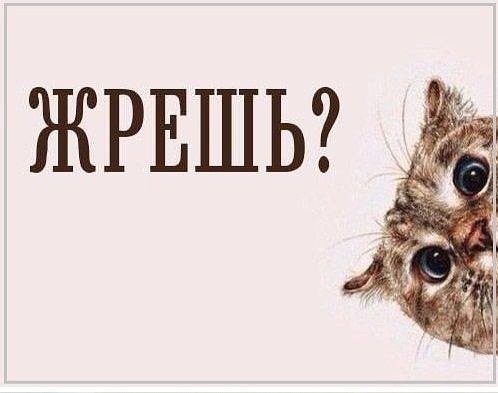 А я жрать готовлю