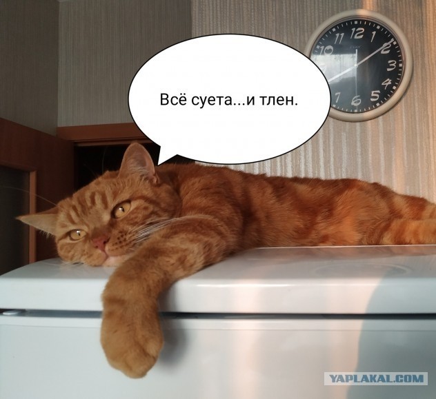 7 кг "рыжья"