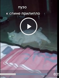 Любой уважающий себя кот