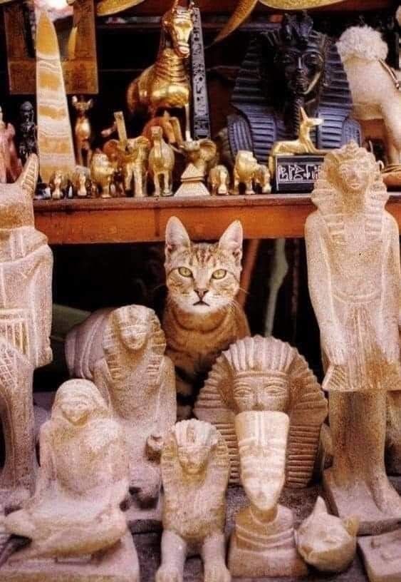 Кошки на развалинах города Помпеи