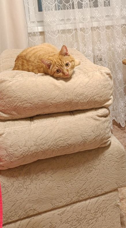 Уютное для котовторника