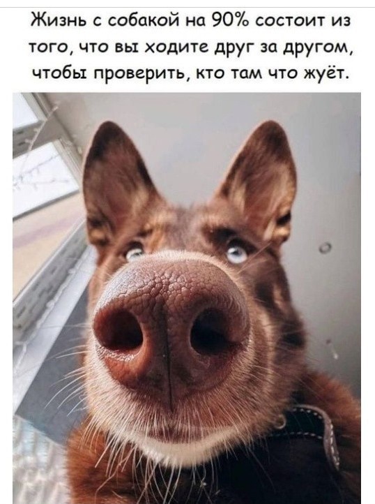 С днём кинолога!