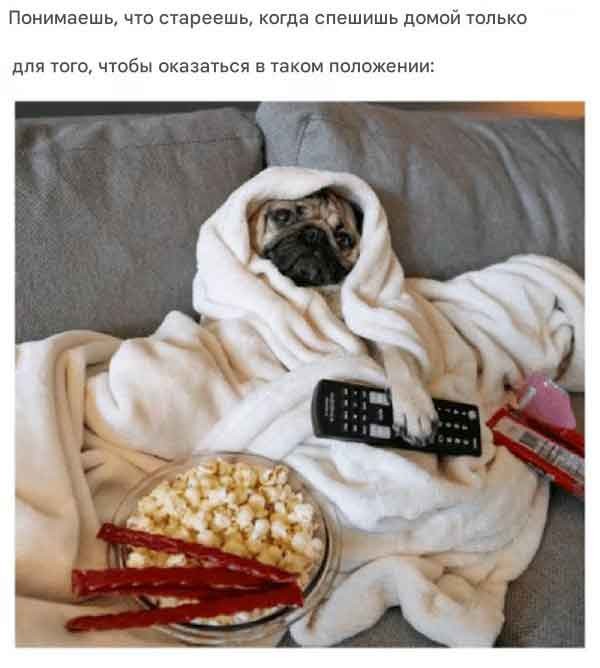 Винегрет из собак