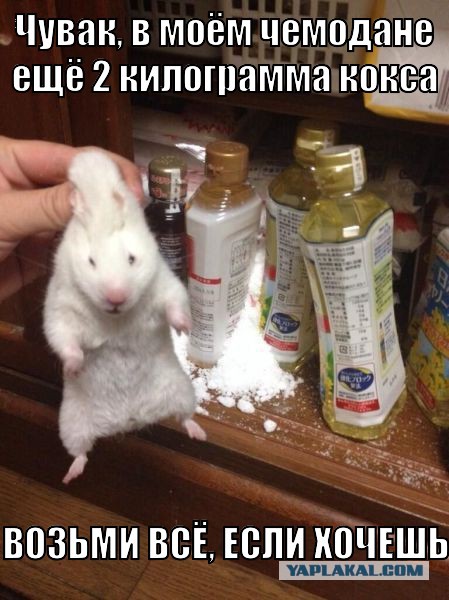 Попался