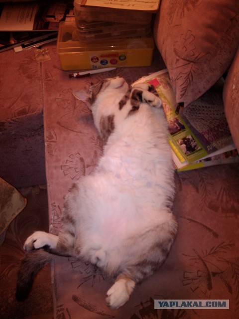 Котовторник 18.03.2014