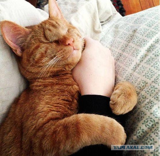 Кот Диллон. Слепой с рождения.