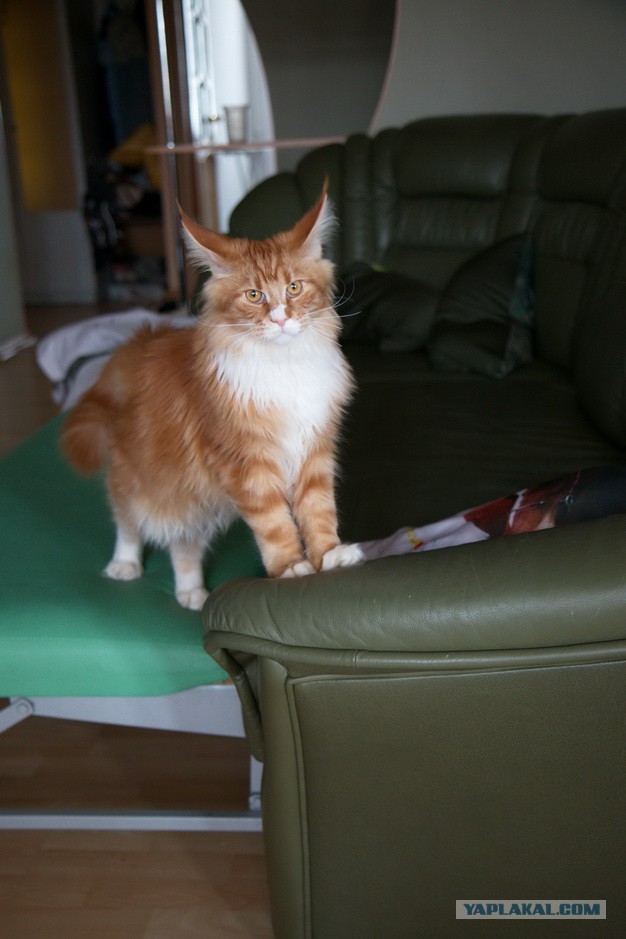 Котовторник 17.06.2014