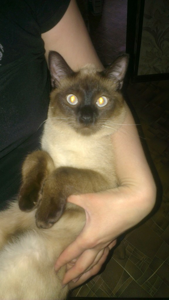 Котовторник 01.07.2014