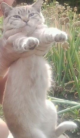 Котовторник 05.08.2014