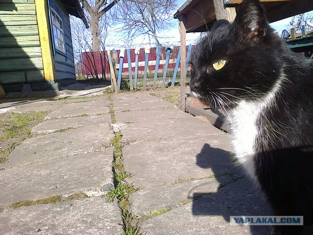 Котовторник 18.11.2014
