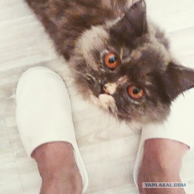 Котовторник