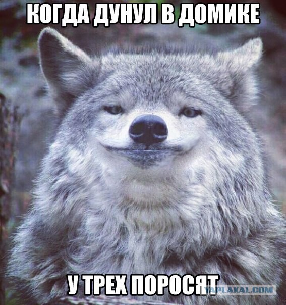 Придет серенький волчок