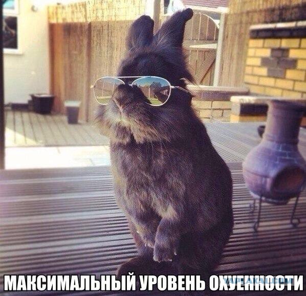 50 прикольных картинок из сети на понедельник