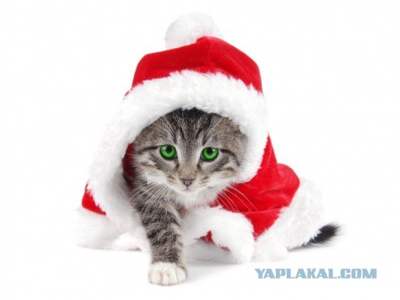 Котовторник 15.12.2015