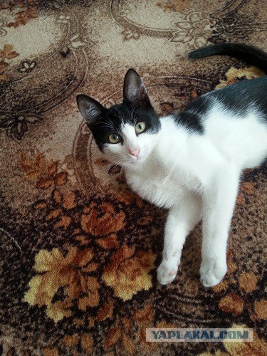 Котовторник 22.12.2015