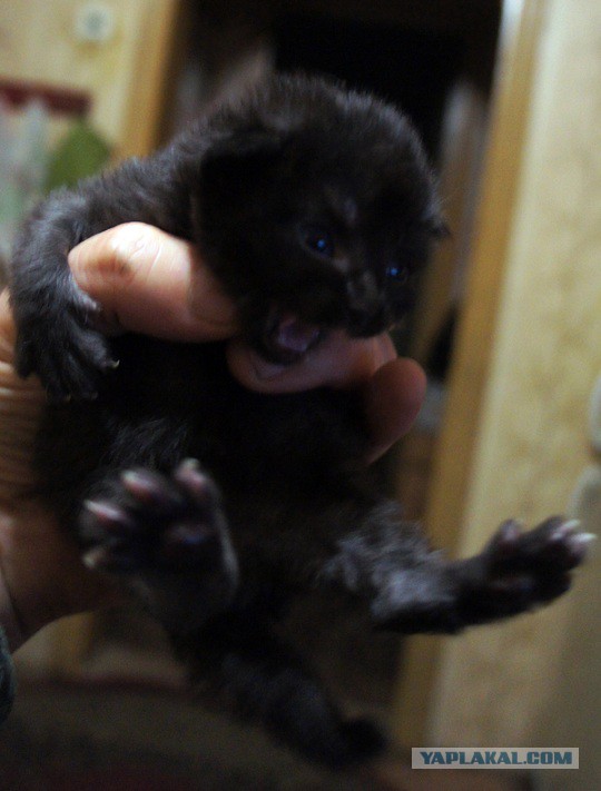 Новогодний котовторник,05.01.16.