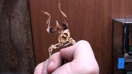 Богомол прыгнул на лицо мальчика