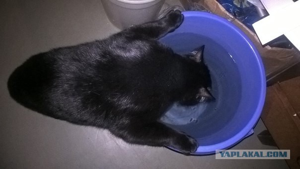 Котовторник 16.02.16