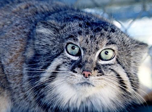 Вторничный котомёт
