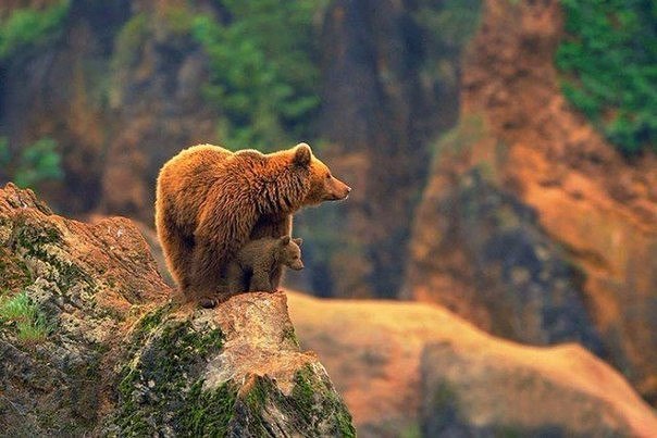 Божьи твари