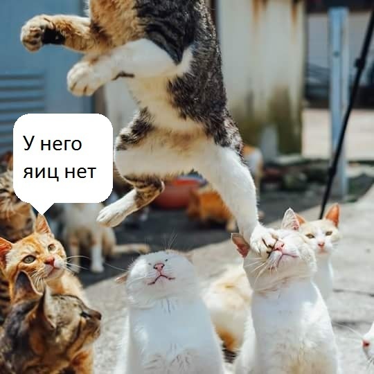 Котовторник. Алиса. Одно из лучших творений природы.
