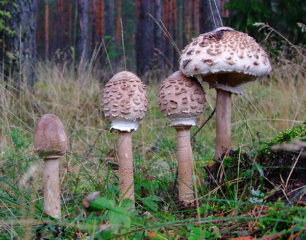 Смертельно ядовитый гриб.
