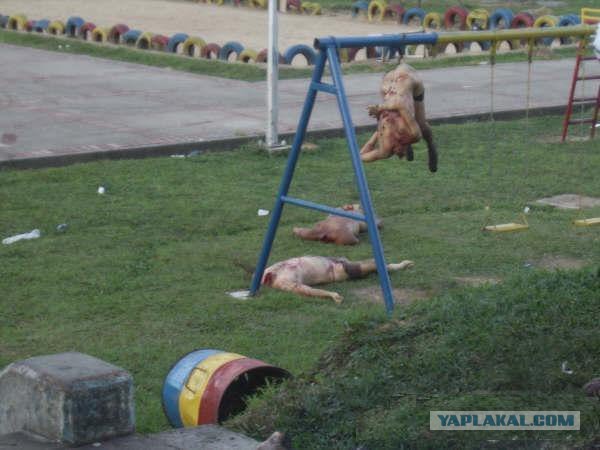 В клубе «Ахмат» в Грозном прокомментировали нападение на дочь Емельяненко