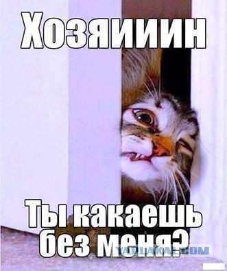 ГЛАГОЛящие коты