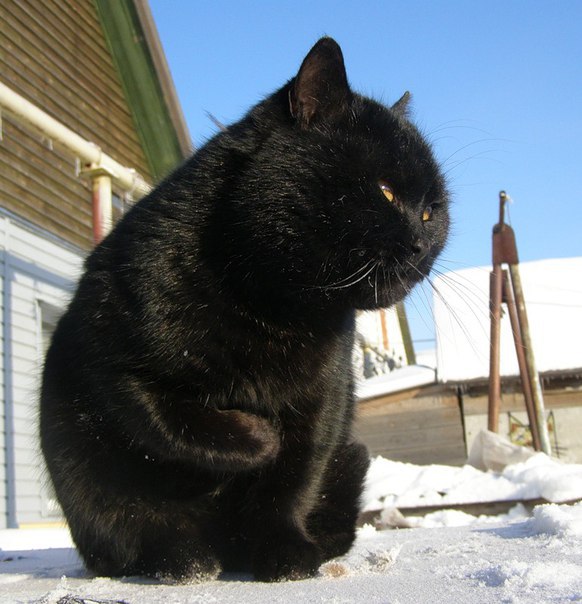 Коты из сети