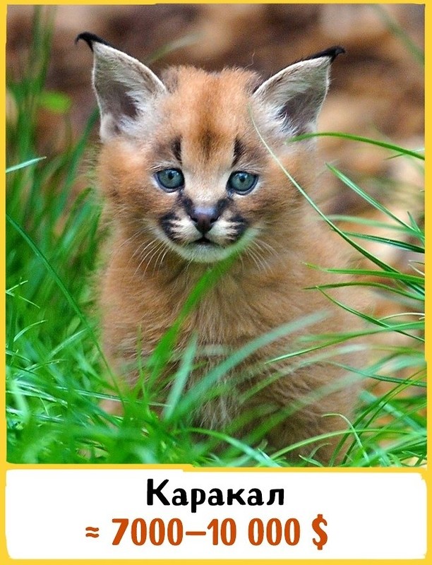 19 шикарных кошек, которые стоят целое состояние