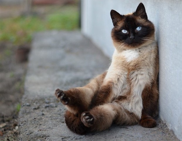 Коты и Кошки