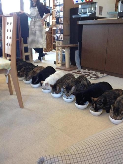 Коты и Кошки