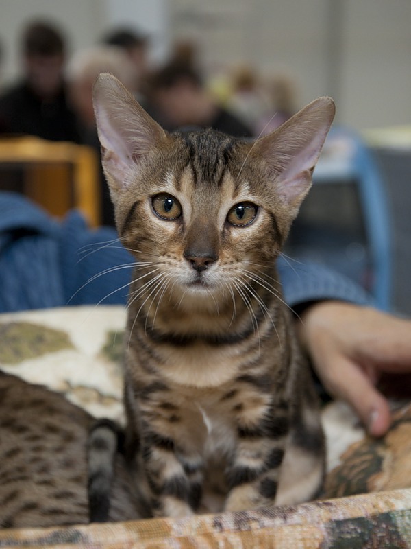 Коты и Кошки
