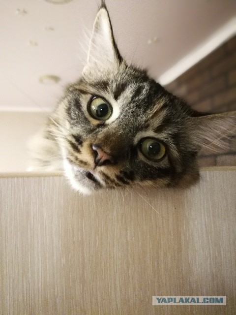 Котовторник 07.11.2017