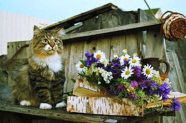 Кот без прикрас