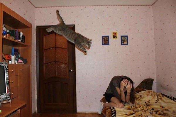 Прикольных котов пост