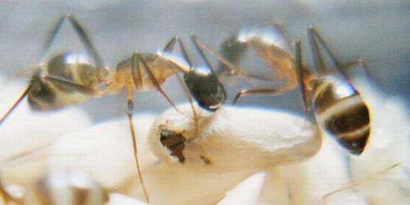 Рождение муравья