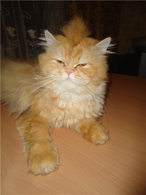 Котовторник уже сегодня!