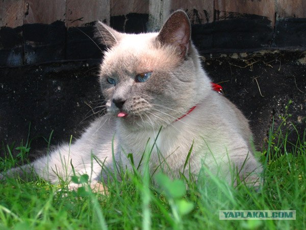 Котовторник!