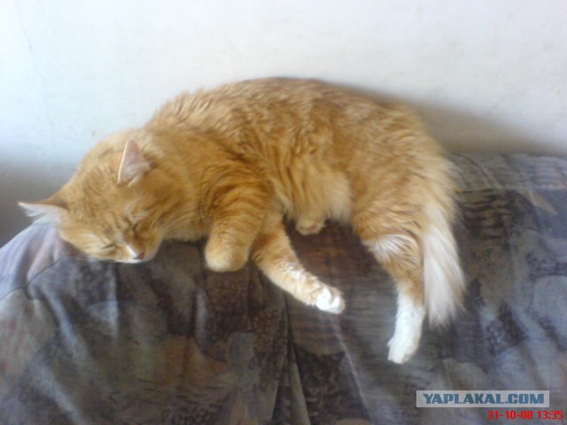 Десантный котовторник