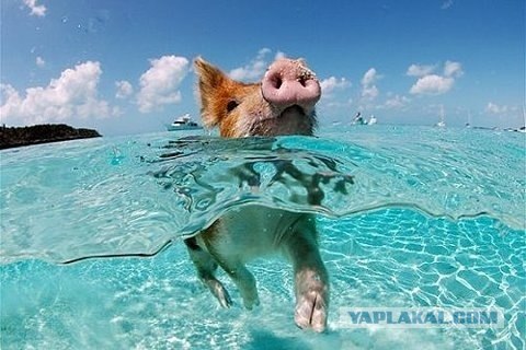 Подводные собакены