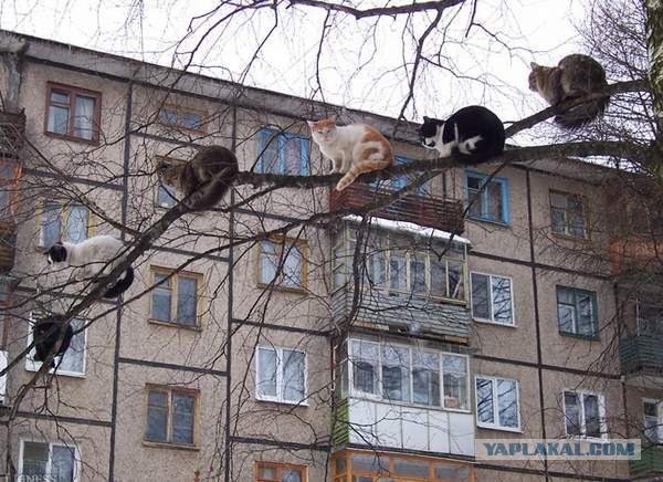 Котовторник (21.02.2012)
