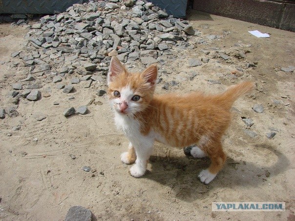 Котовторник! 13.03.2012