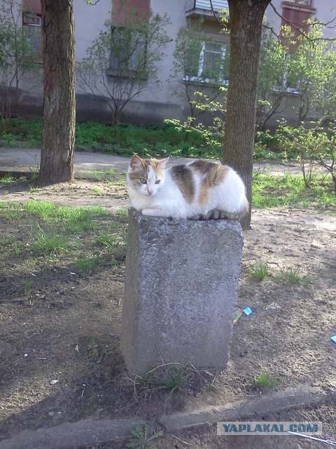Котовторник 1 мая 2012
